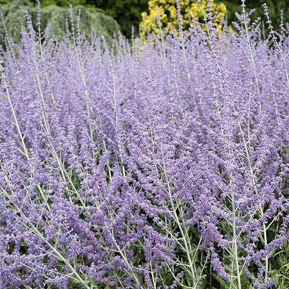 100 Pcs Blue Steel Russian Sage Seeds, Drought-Tolerant Perennial with Sky Blue Flowers, Perovskia atriplicifolia for Landscaping, Garden Borders, Pollinator Plants & Low-Maintenance Shrubs