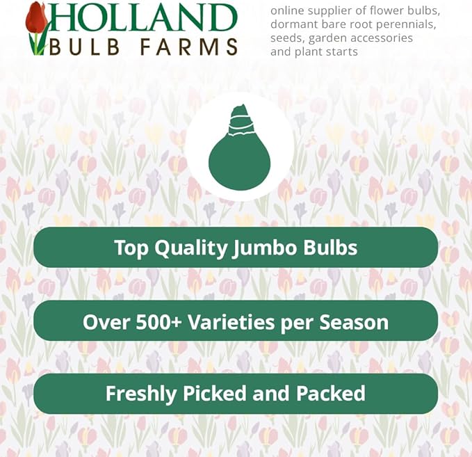 All-in-One Flower Garden Kit - 25 Flower Bulbs Per Box - Potluck Planting Peachy Keen Bouquet Mix - Daffodil, Tulip, Muscari - Fragrant - Naturalizing - Live Outdoor Garden - Easy to Plant Flowers