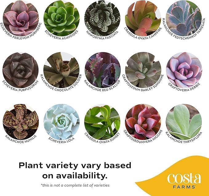 Costa Farms Mini Succulent Live Plants in Decorative Pots, Easy to Maintain Indoor Succulents, Houseplants for Home or Office Decor, House Warming or Birthday Gift, 2-3.5 Inches Tall, Pack of 3