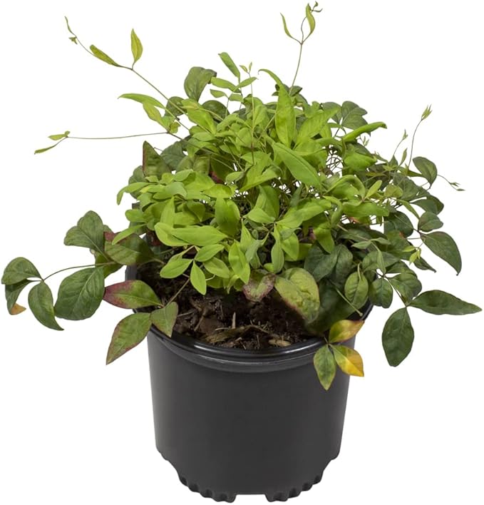 Nandina Domestica Heavenly Bamboo Plant Live, Nandina Plant Outdoor Plants Live Flowering Shrubs, Indoor Plants Live Houseplants, Live Plants Outdoor Garden Edging Colorful Shrubs by Plants for Pets