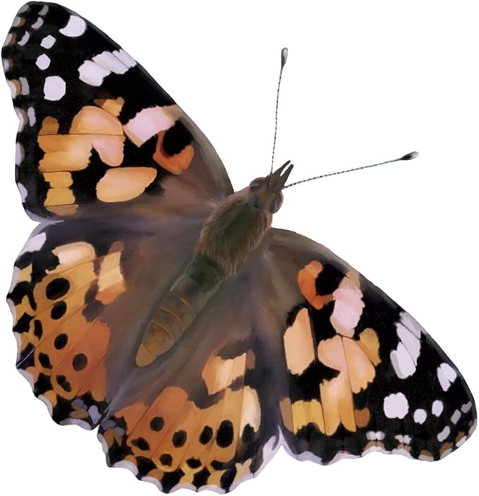 Insect Lore Two Cups of Caterpillars - Butterfly Garden Kit Refill – Raise and Release Painted Lady Butterflies – Includes Two Chrys-A-Lid Holding Logs and Instructions