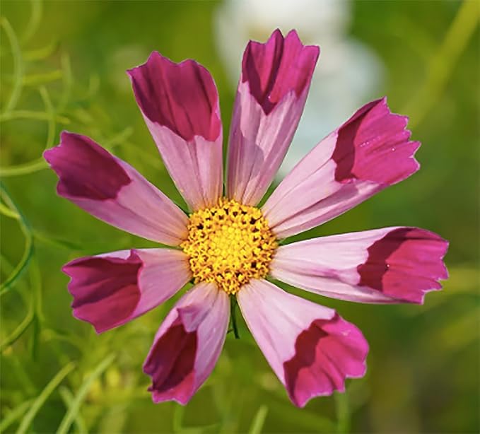 Seashell Cosmos Seeds - Long Blooming Period in All Zones - 1000 Seeds