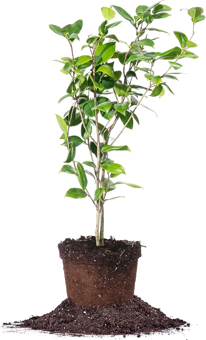 PERFECT PLANTS Debutante Camellia Bush 3 Gallon | Live Shrub for Outdoor Planting | Beautiful Spring Flowers Bloom Before Anything Else | Light Pink Flower with Ruffles