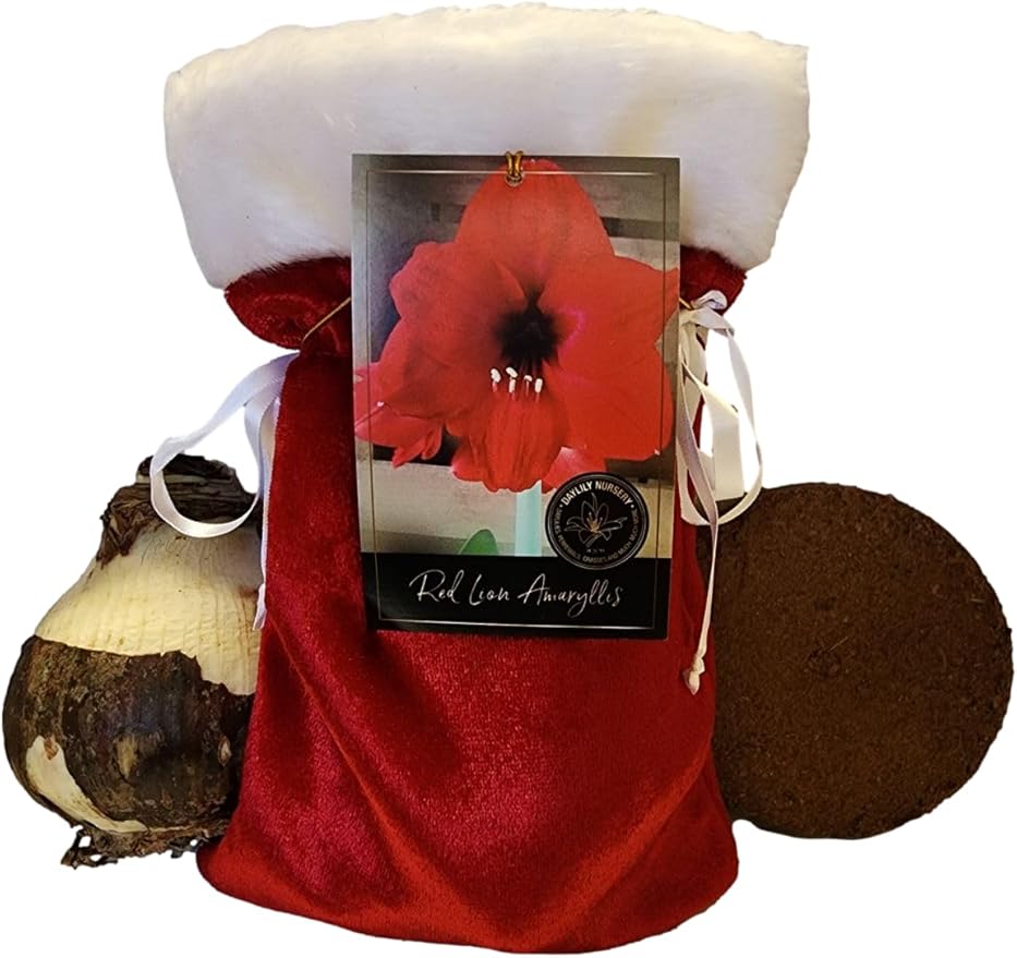 Red Lion Amaryllis Holiday Gift Growing Kit, Includes a Red Gift Bag, Red Lion Amaryllis Bulb, & Professional Growing Medium