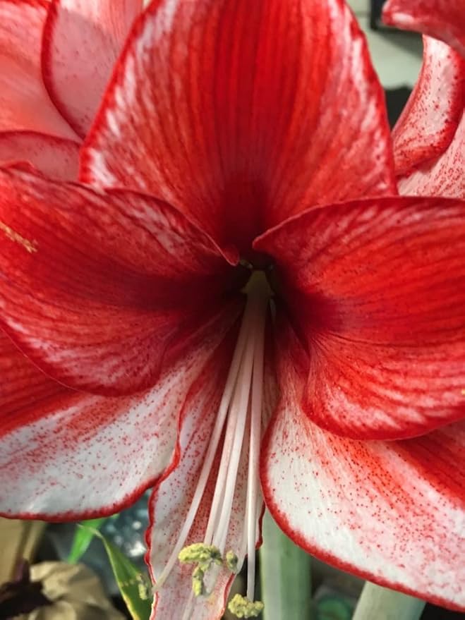 Amaryllis Charisma Holiday Gift Growing Kit. Includes: Big Charisma Bulb, Plastic Pot and Saucer, and Professional Growing Medium…