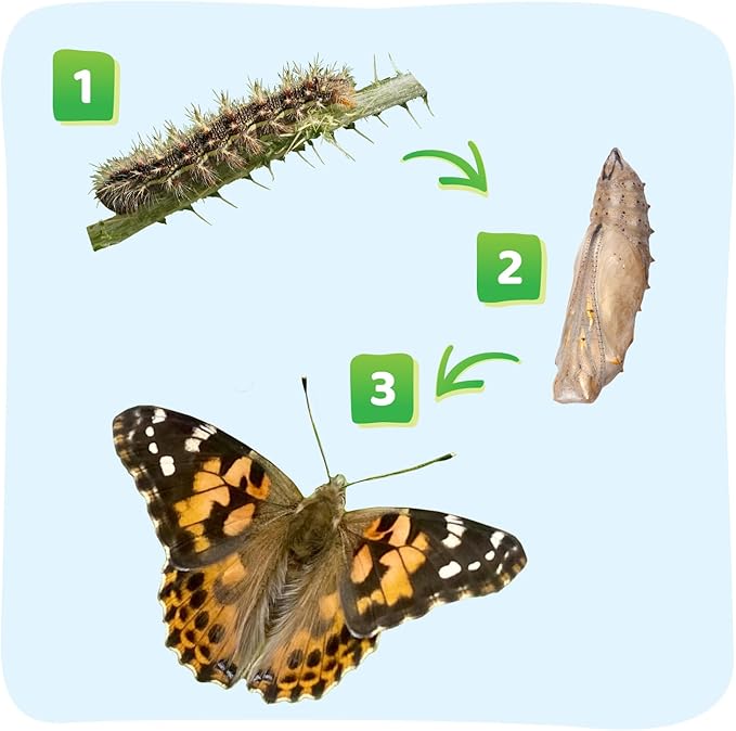 Insect Lore Two Cups of Caterpillars - Butterfly Garden Kit Refill – Raise and Release Painted Lady Butterflies – Includes Two Chrys-A-Lid Holding Logs and Instructions