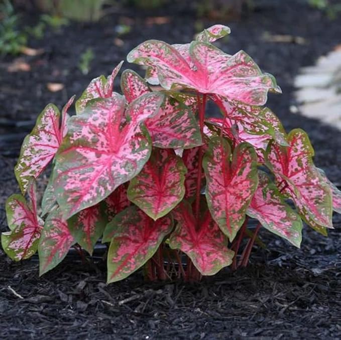 UtopiaSeeds Carolyn Whorton Caladium Bulb - Fancy Leaf Caladium - 1 Caladium Root