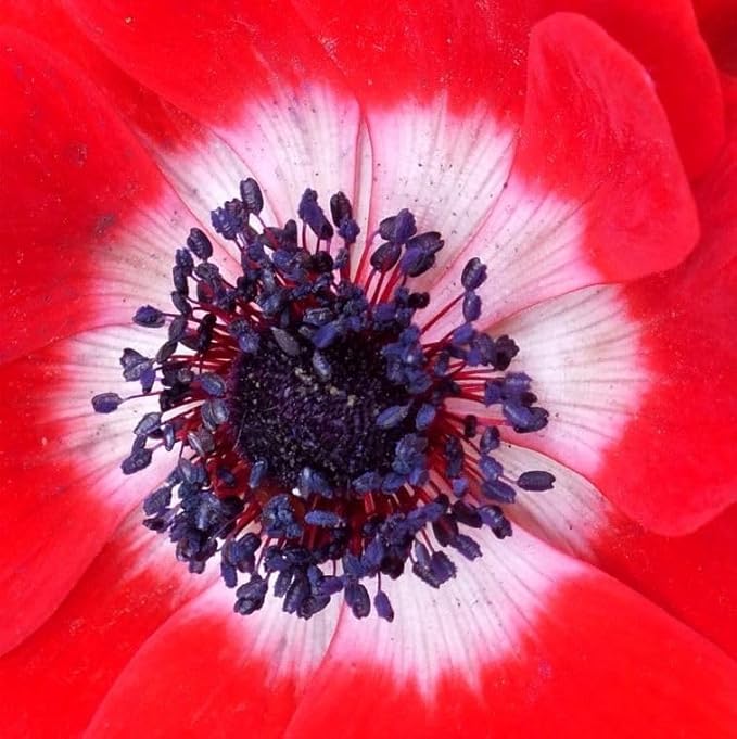 Votaniki Anemone Giant His Excellency (Windflowers) - Hardy Perennial & Attracts Pollinators, Striking Red Anemone Bulbs for Planting | Spring Flower Bulbs - Easy to Grow (25 Pack)