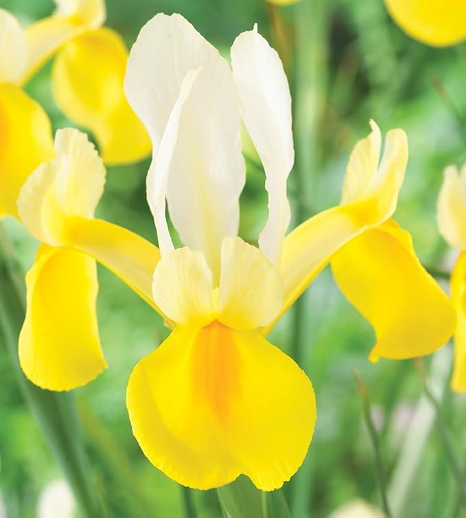 Votaniki Montecito & Miss Saigon Iris Mix Bulbs - Perennial Dutch Iris, Fragrant Blooms | Spring Flowering 15x Montecito and 15x Miss Saigon Iris Bulbs - Easy to Grow (30 Pack)