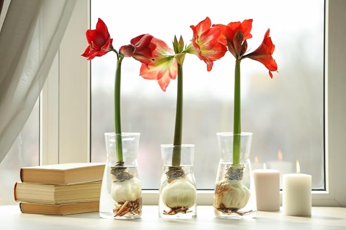 Marde Ross & Company Ferrari Amaryllis – Large Red Bare Root Bulb – 28-30 cm – 1-2 Stems with Up to 8 Flowers – Ideal for Indoor & Outdoor Planting – Stunning Floral Display