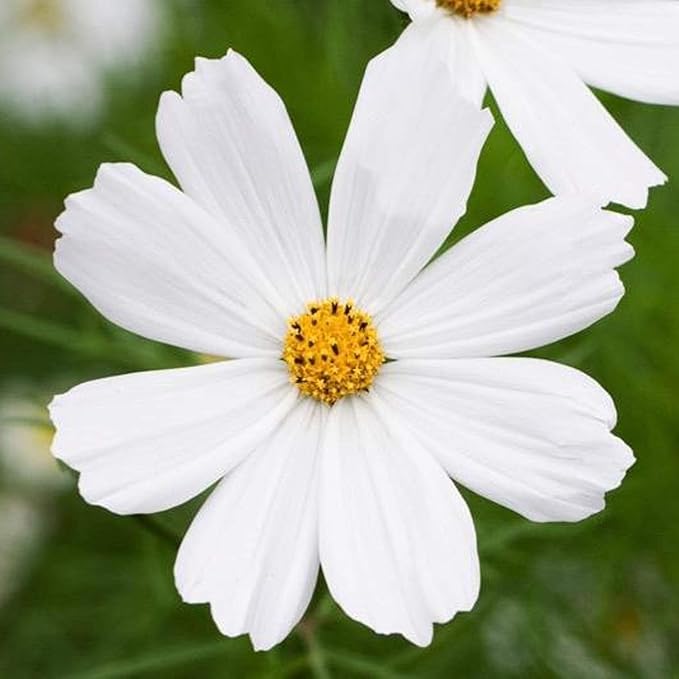 UtopiaSeeds Cosmos Purity Seeds - Wildflower - Easy to Grow - Great for Warm Weather