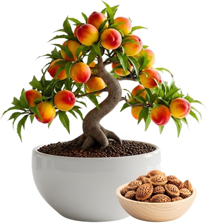 Bonsai Peach Tree Seeds – 5 Large Seeds for Miniature Fruit-Bearing Trees – Easy to Grow, Hardy, Produces Sweet Peaches - Great for Beginner Bonsai - Ideal for Home Garden