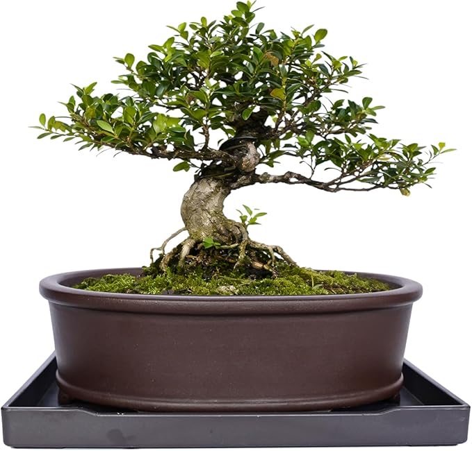 MUZHI Unglazed Natural Clay Bonsai Pot with Drip Tray, Oval Vintage Bonsai Tree Planter with Drainage for Bonsai Training Succulent Arrangement (Oval)