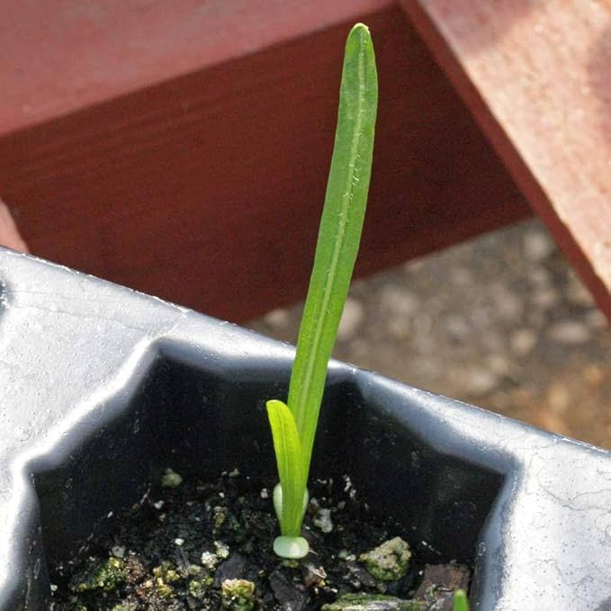 Gayfeather Seeds - Liatris Seeds, 500 Seeds, Blazing Star Plant, Vibrant Perennial Liatris, Ideal for Garden Beds & Borders, Easy to Grow, Stunning Vertical Flowers, Perfect for Landscapes