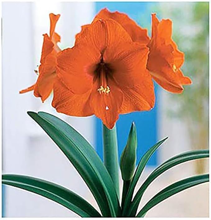 Orange Sovereign Amaryllis Bulb – Large Bulb for Planting, 4-8 Blooms, 16–24" Tall – Elegant Indoor & Outdoor Plant – Ideal for Seasonal Decor – Low-Maintenance Amaryllis Bulb (Not in Wax)