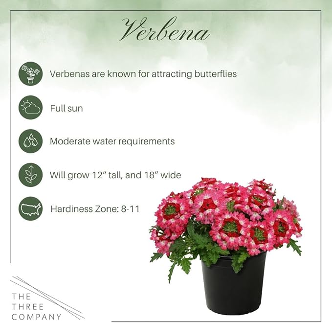 Live Flowering Verbena - Red Bicolor (2 Plants Per Pack) - Healthy Flowering Plant - Beautiful Spring Color - 10" Tall by 5" Wide in 1Qt Pot