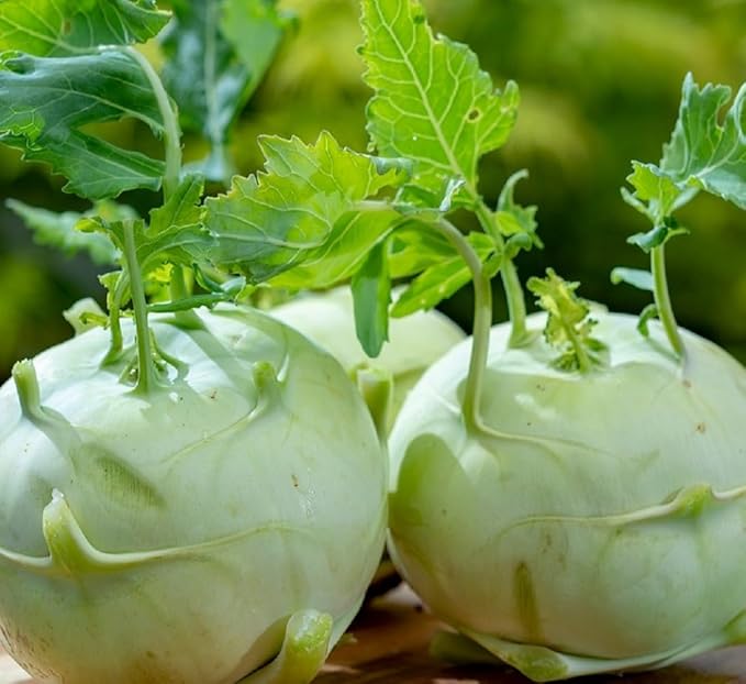 Giant White Kohlrabi Seeds for Planting - Plant & Grow 300 Heirloom Kohlrabi Seeds Home Outdoor Garden - Great Gardening Gift, 5 Packets