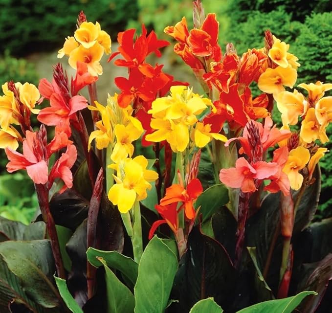 20 Canna Lily Seeds Mixed Flower Perennial Bonsai Rare Accent Plant Seeds Heirloom Canna Indica