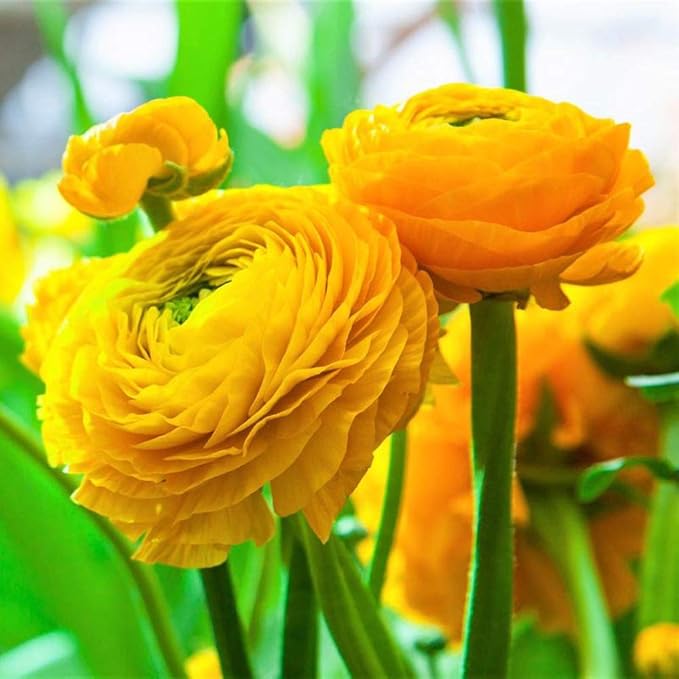 12 Yellow French Peony Ranunculus Corms