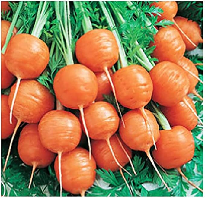 Round Sweet Carrots - A Delicacy - 1000 Seeds - Heirloom Carrot