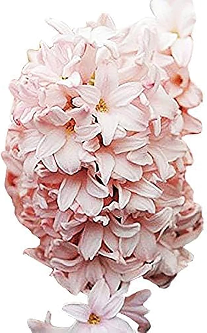 10 Cotton Candy Hyacinth Bare Root Bulbs - Pink Hyacinths