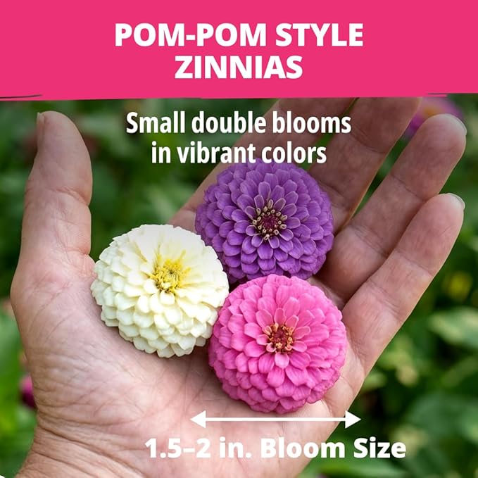 HOME GROWN Zinnia Lilliput Mix Flower Seeds – 600 Seeds (4g) Zinnia elegans – Colorful Dwarf Zinnia Seed Mix for Planting Spring 2026 for Garden Beds, Containers & Cut Flowers, Easy Grow Zinnia Seeds
