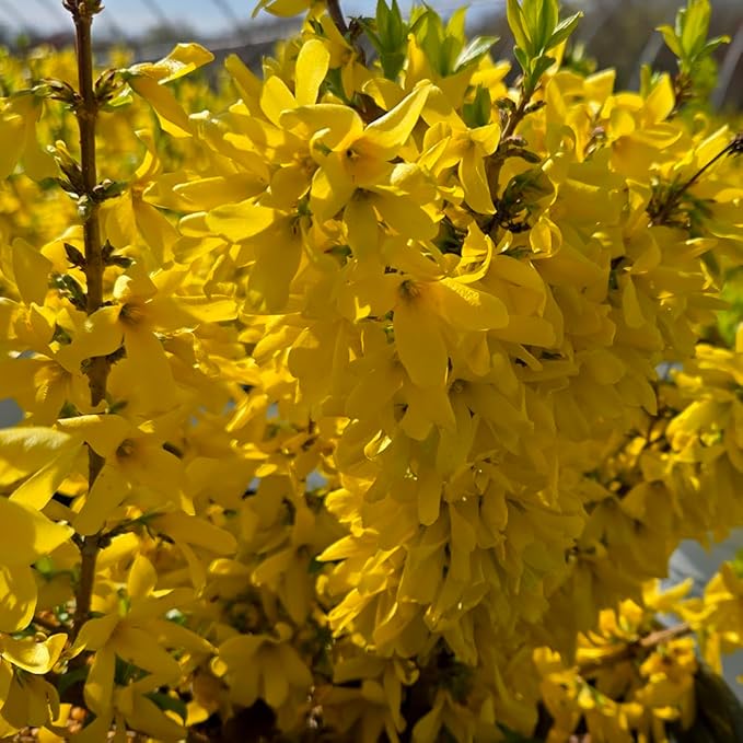 Live Plant from Green Promise Farms - Proven Winners Forsythia x Show Off Starlet, #3 Gallon Size Container, Yellow Flowers