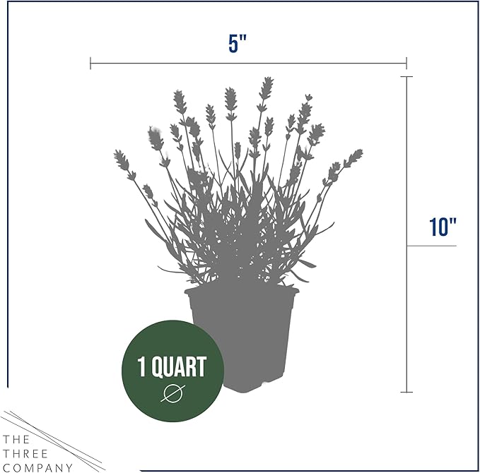 Live Lavender 2-Pack – White – Fragrant Sun Perennial Herb, Pollinator Friendly, 10” Tall, 1 Qt Pot