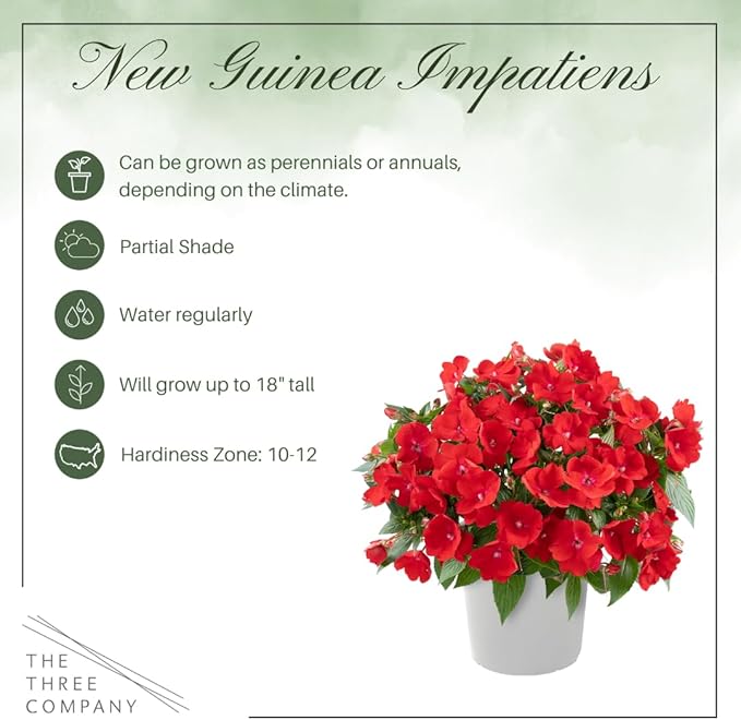 Live Flowering New Guinea Impatiens - Red (2 Plants Per Pack), Beautiful Shade Flowers, 12" Tall by 5" Wide in 1 Qt Pot