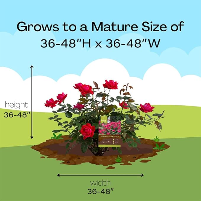 Root 98 Warehouse Knockout Double Red Rose, 1g