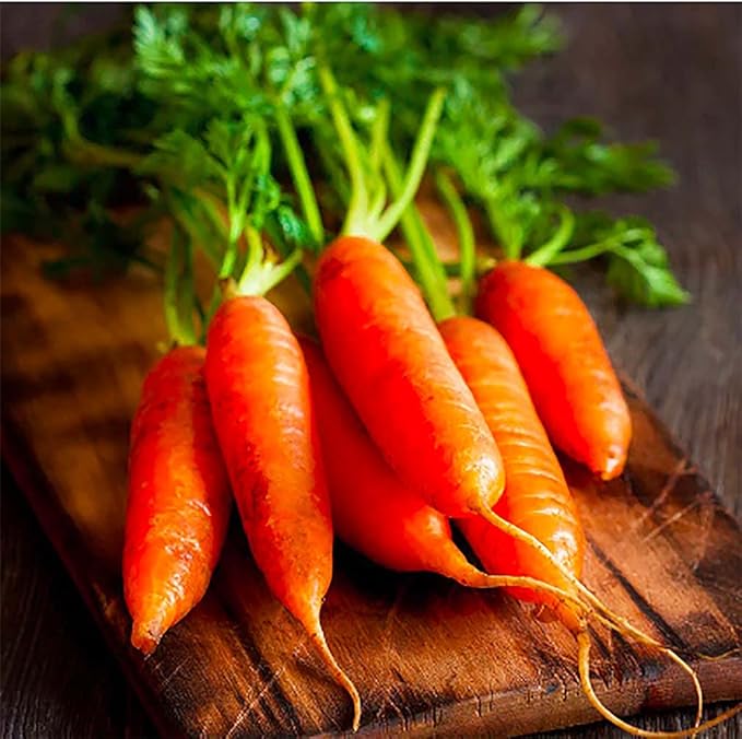 Baby Carrot Seeds - Little Finger Carrots - A Delicacy - 900 Seeds