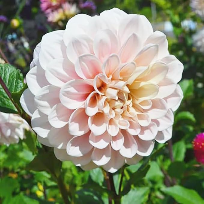 Sweet Miss Nathalie Pink Dahlia - 5 Gallon Size Bare Root Tuber - Beautiful Pink Blooms for Spring Planting 2025 - Large Tuber for Vibrant Garden Displays