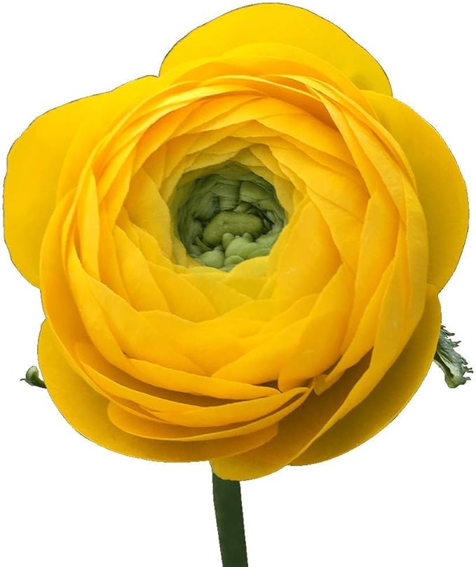 12 Yellow French Peony Ranunculus Corms