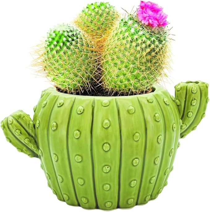 BUZZY Seeds 4pk Mini Cactus Grow Kit with Ceramic Planter, Succulent Seeds, Growing Medium, Easy Instructions, Indoor Gardening Gift for Beginners, Birthdays, Housewarming and Home or Office Decor