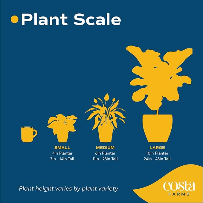 Costa Farms Premium Hibiscus Tropical Outdoor Flowering Plants 3QT Grower Pot 16-Inches Tall, Orange Flowers (Pack of 2)