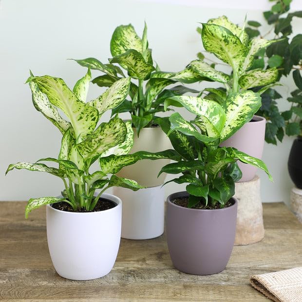 Gardenera Premium Dumb Cane Potting Soil Mix - Ideal Blend for Growing Robust and Healthy Dumb Cane Plants - 5 Quart