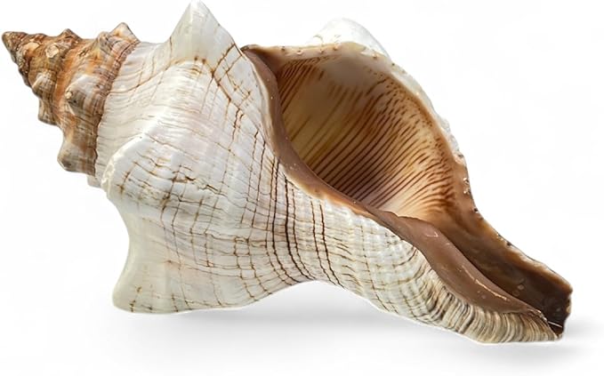 Tumbler Home Large Conch Sea Shells for Decorating or Fish Tank, Coastal & Nautical Decor, Air Plant Holder, Aquarium Ornaments, Big Sea Shell, Decorative Seashells, Beach Party Decor (Fox)