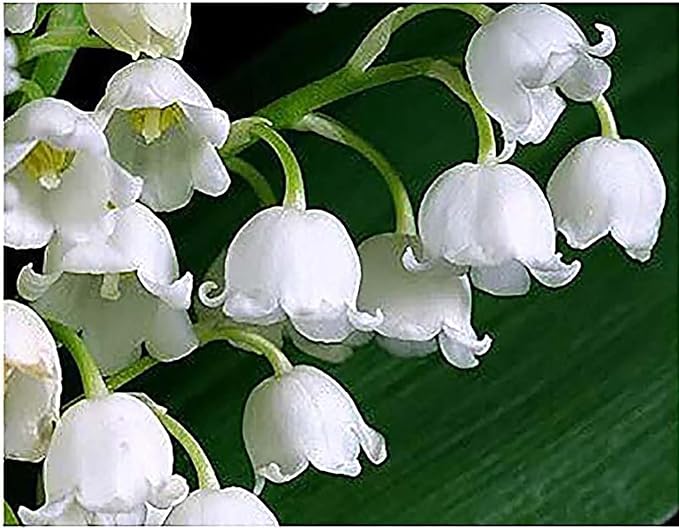 20 Large, Plump Lily of The Valley Bare Root Plant Pips Fresh from Holland - Blooms in May