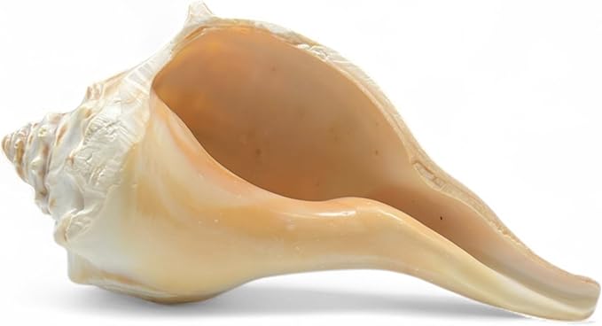 Tumbler Home Large Conch Sea Shells for Decorating or Fish Tank, Coastal & Nautical Decor, Air Plant Holder, Aquarium Ornaments, Big Sea Shell, Decorative Seashells, Beach Party Decor (Whelk)