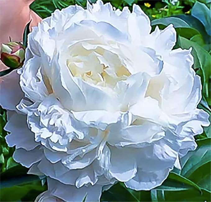 Duchess De Nemours Double White Peony Bulbs - Bare Root 3-5 Eyes, Delightful Fragrance | Peony Plants for Planting Outdoors