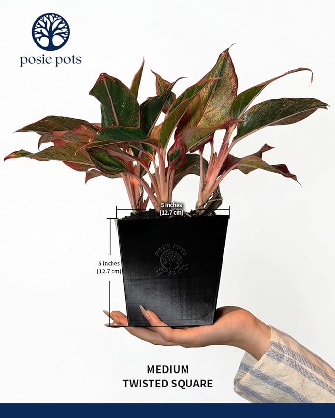 Posie Pot Medium Twisted Square - Self Watering Planter 5x5 Inch - Indoor Plant Pot with 30 Day Reservoir - 3D Printed Bioplastic - No Guilt Plant Care - Made in USA, Black