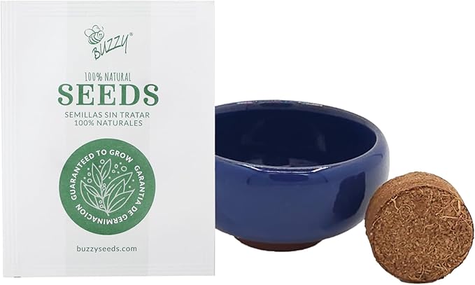 BUZZY Seeds 4-Pack Bonsai Tree Growing Kit Includes Black Austrian Pine, Monterey Cypress, Blue Spruce, Norway Spruce with Green, Blue, Dark Blue, and Gold Crackle Pots, Indoor Gardening Gift Set