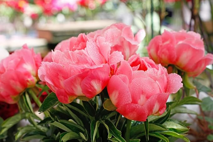 Coral Charm Peony - Semi Double Coral Peony - Large Bare Root 3-5 Eyes