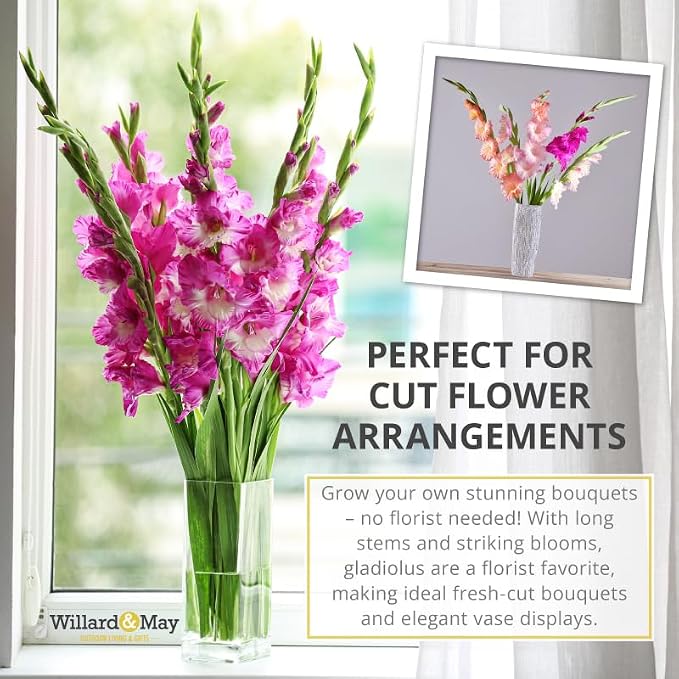 Grower Special Mix Gladiolus Flower Bulbs - 100 Bulbs Assorted Colors - Make Great Cut Flowers - Perennializing - Fragrant - Vibrant Color Mix - Live Plant Outdoor Garden