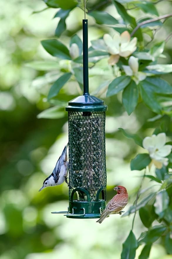 Squirrel Buster Mini Squirrel-Proof Bird Feeder w/4 Metal Perches, 0.98-Pound Seed Capacity & Wagner's 62004 Eastern Regional Wild Bird Food, 20-Pound Bag