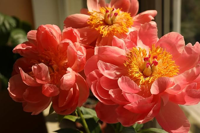 Coral Charm Peony - Semi Double Coral Peony - Large Bare Root 3-5 Eyes
