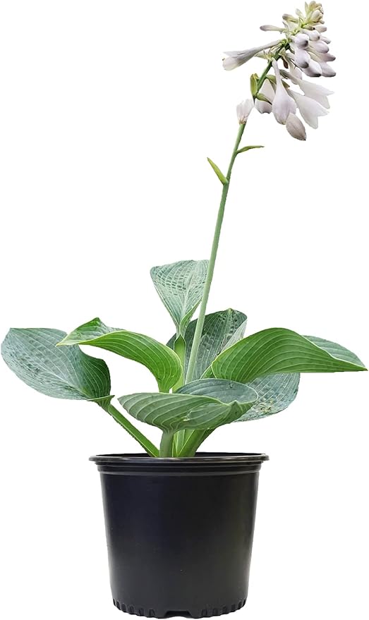 Hosta sieboldiana 'Elegans' (Hosta) Perennial, 1 - Size Container