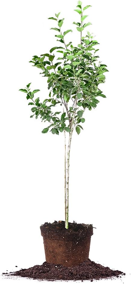 Fuji Apple Tree - Size: 3-4 ft, Live Plant, Includes Special Blend Fertilizer & Planting Guide