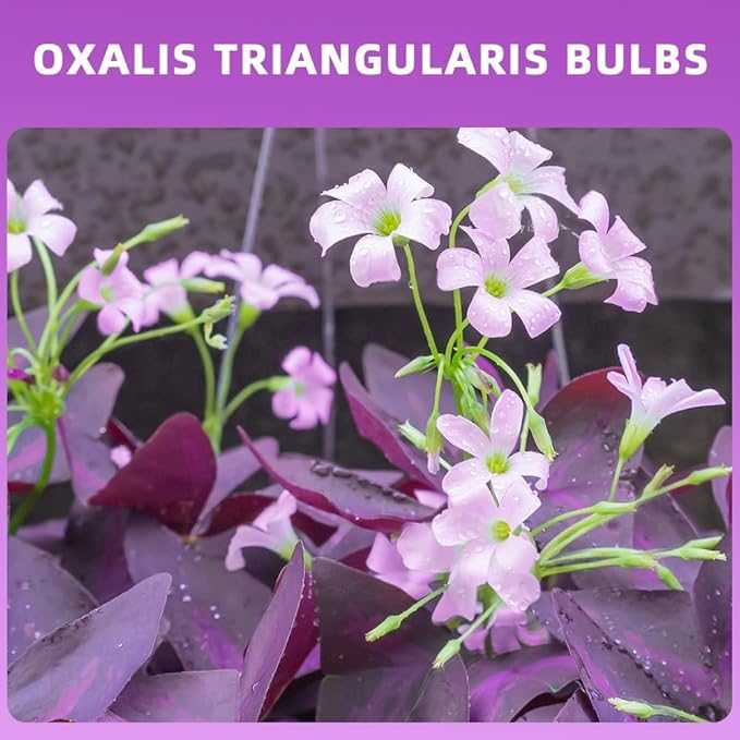 Purple Shamrock Bulbs 12 Pcs Good Luck Purple Oxalis Bulbs for Planting Indoor and Outdoor Oxalis Triangularis Shamrock Plants for Fall Planting