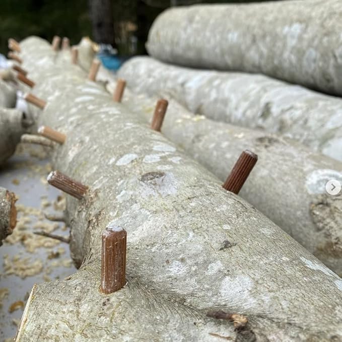 North Spore Organic Lion's Mane Outdoor Mushroom Log Growing Kit | Includes 100 ct. Bag of Plug Spawn | Complete Log Starter Kit with Instructions | Handmade in Maine, USA